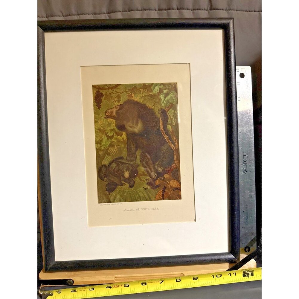 Selmar Hess Publisher N.Y. Sloth Bear Art Print Glass Framed 1855 Magazine